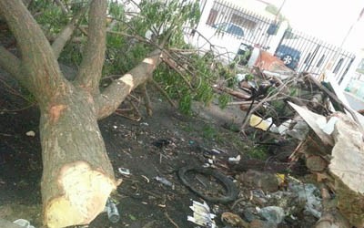 1208 arbol 2
